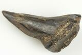 Rooted Ceratopsian Dinosaur Tooth - Judith River Formation #198673-4